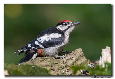 Grote Bonte Specht - Great Spotted Woodpecker