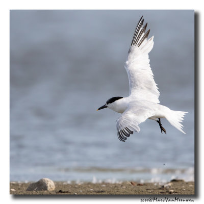 Grote Stern - Sandwich Tern