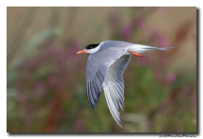 Visdief - Common Tern