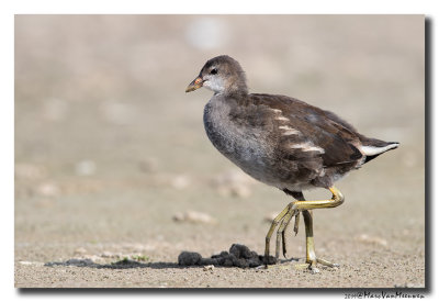 Waterhoen - Moorhen