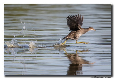 Waterhoen - Moorhen