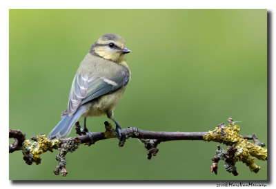 Pimpelmees - Blue Tit