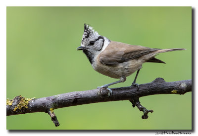 Kuifmees - Crested Tit