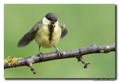 Koolmees - Great Tit