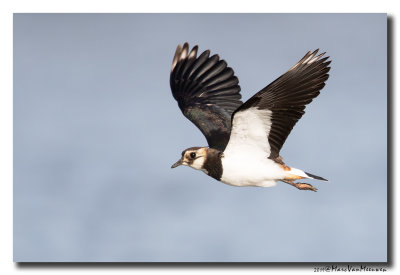 Kievit - Northern Lapwing