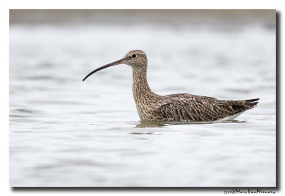 Wulp - Curlew