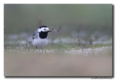 Witte Kwikstaart - White Wagtail