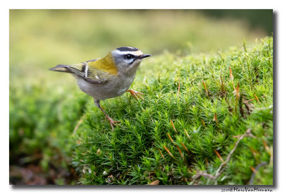 Vuurgoudhaan - Firecrest