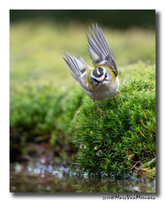 Vuurgoudhaan - Firecrest