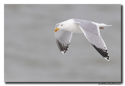 Zilvermeeuw - Herring Gull