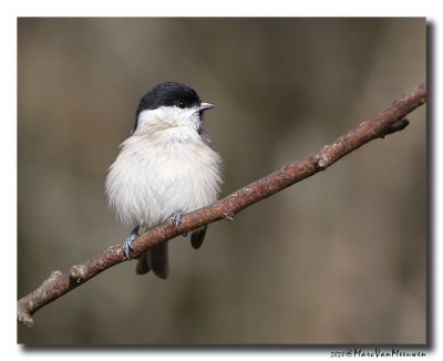 Glanskop - Marsh Tit