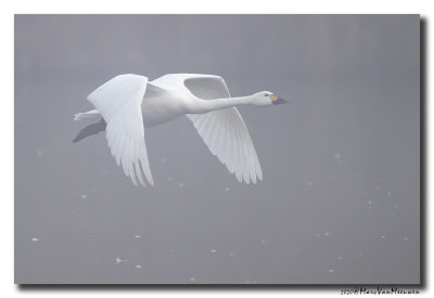 Kleine Zwaan - Tundra Swan
