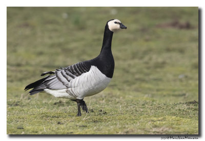 Brandgans - Barnacle Goose