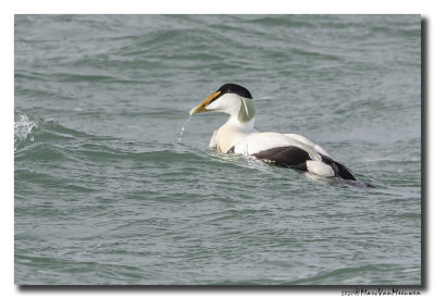 Eider - Common Eider