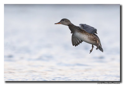Wintertaling - Eurasian Teal
