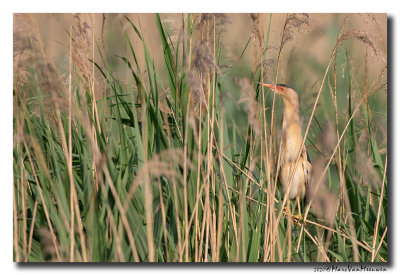 Woudaap - Little Bittern