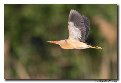 Woudaap - Little Bittern