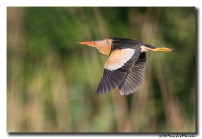 Woudaap - Little Bittern