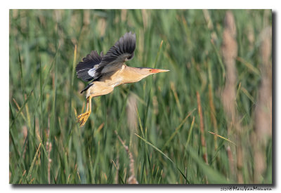 Woudaap - Little Bittern