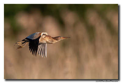 Woudaap - Little Bittern