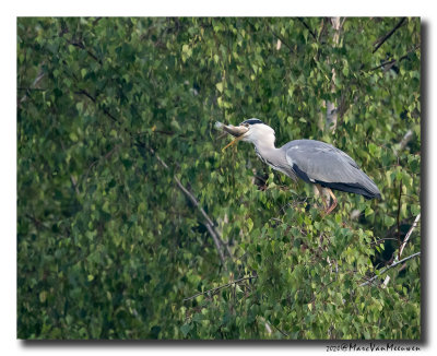 Blauwe Reiger - Grey Heron