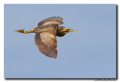 Roerdomp - Great Bittern