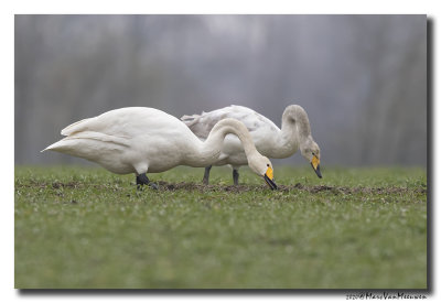 Wilde Zwaan - Whooper Swan