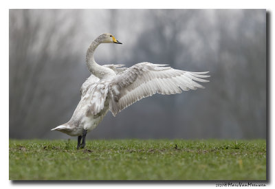 Wilde Zwaan - Whooper Swan