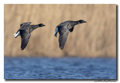 Rotgans - Dark-bellied Brent Goos