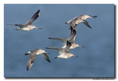 Rosse Grutto - Bar-tailed Godwit