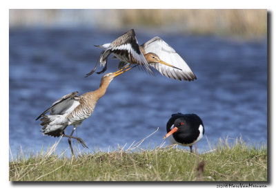 Grutto - Black-tailed Godwit