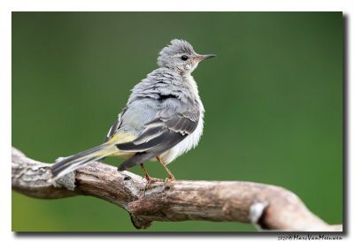 Grote Gele Kwikstaart - Grey Wagtail