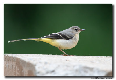 Grote Gele Kwikstaart - Grey Wagtail