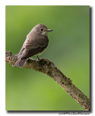 Grauwe Vliegenvanger - Spotted Flycatcher