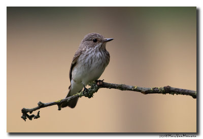 Grauwe Vliegenvanger - Spotted Flycatcher