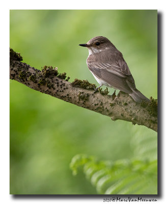 Grauwe Vliegenvanger - Spotted Flycatcher