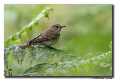 Grauwe Vliegenvanger - Spotted Flycatcher
