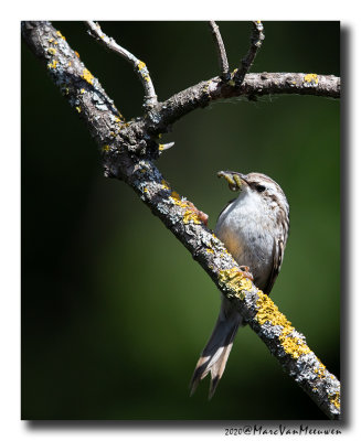 Boomkruiper - Short-toed Treecreeper