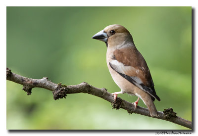 Appelvink - Hawfinch