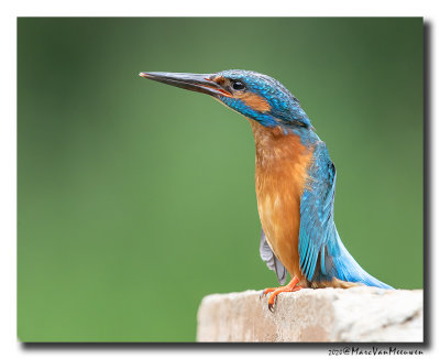 Ijsvogel - Kingfisher