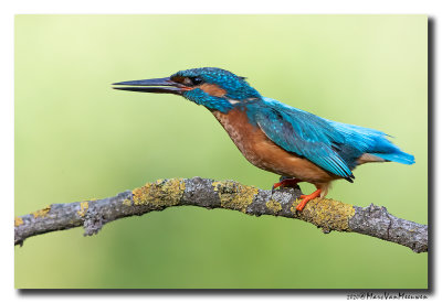 Ijsvogel - Kingfisher