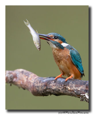 Ijsvogel - Kingfisher