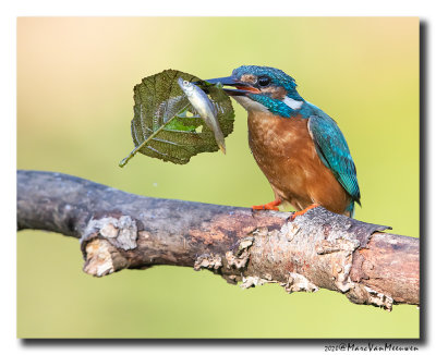 Ijsvogel - Kingfisher