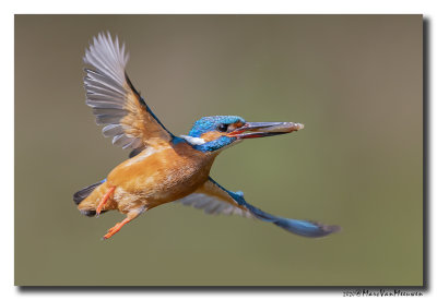 Ijsvogel - Kingfisher