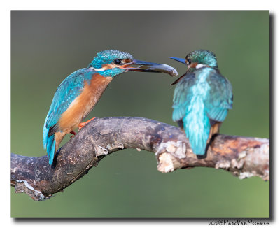 Ijsvogel - Kingfisher