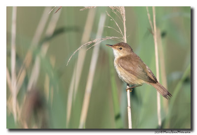 Kleine Karekiet - Reed Warbler