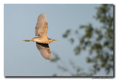 Roerdomp - Great Bittern