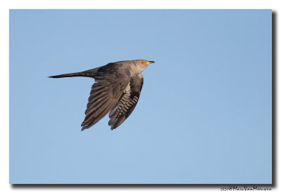 Koekoek - Cuckoo 