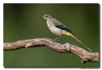 Grote Gele Kwikstaart - Grey Wagtail