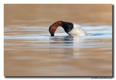 Tafeleend - Pochard